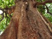 1304061616 - 000 - benin cotonou big tree